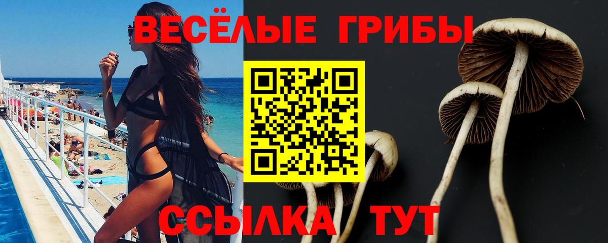 Псилоцибиновые грибы Psilocybe Сарапул